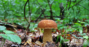 食用菌凈化車間設(shè)計(jì)、施工、安裝、檢測(cè)專業(yè)廠家